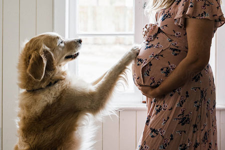Kunnen honden zwangerschap aanvoelen?